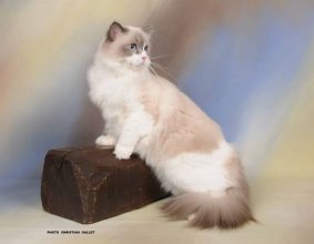 L ARBRE AUX CHATS