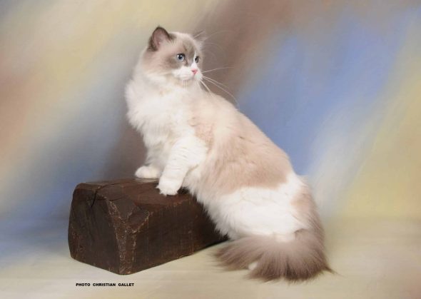 L ARBRE AUX CHATS - Image 5