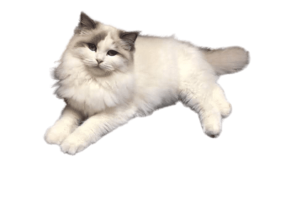 L ARBRE AUX CHATS - Image 6