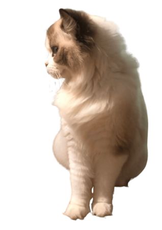 L ARBRE AUX CHATS - Image 7