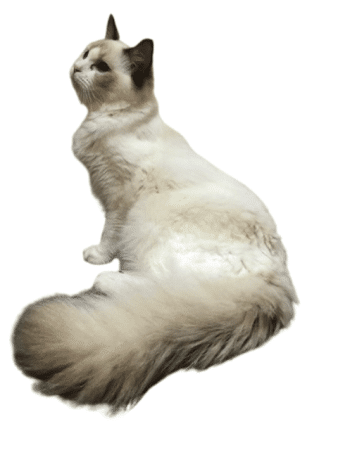 L ARBRE AUX CHATS - Image 8
