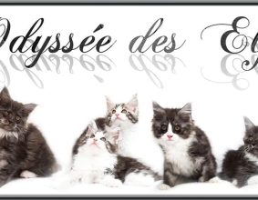 ODYSSEE DES ELFES