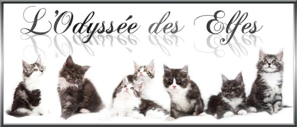 ODYSSEE DES ELFES - Image 4