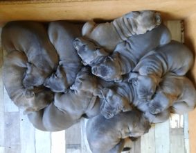 BRACHET HERVE