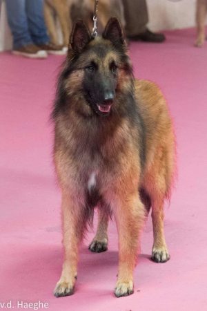 BOISSE BRIGITTE - Image 11