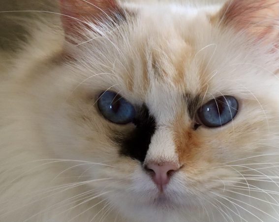 ELEVAGE RAGDOLL SYMPHONY - Image 1