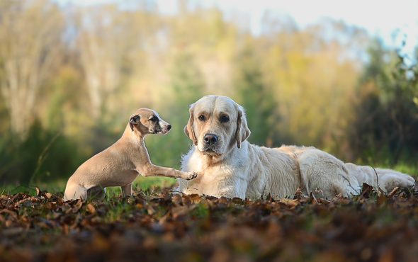 DES PLAINES DES BRUYERES – Whippet et Golden Retriever - Image 30