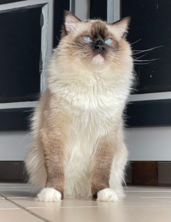 DU CARTEL FELIN - Image 2