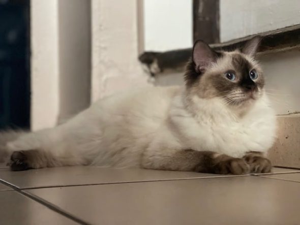 DU CARTEL FELIN - Image 3