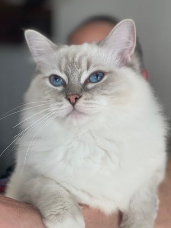 DU CARTEL FELIN - Image 4