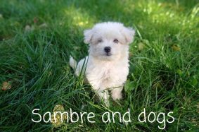 AU DOMAINE DES CHIENS DE LA SAMBRE
