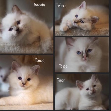 ELEVAGE RAGDOLL SYMPHONY - Image 3