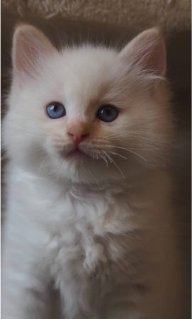 ELEVAGE RAGDOLL SYMPHONY - Image 4