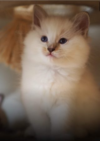 ELEVAGE RAGDOLL SYMPHONY - Image 5