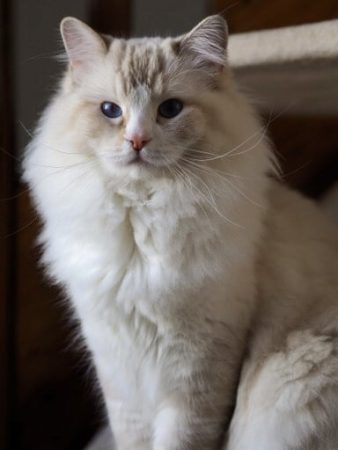 ELEVAGE RAGDOLL SYMPHONY - Image 7