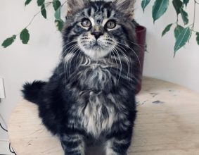 CAT&rsquo;S UNLIMITED