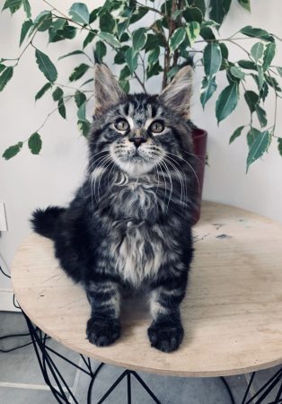 CAT&rsquo;S UNLIMITED - Image 1