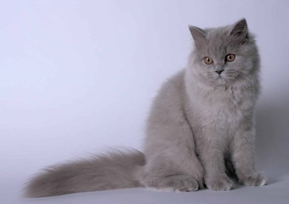 DES NOURSONS - Image 4