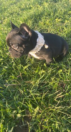 BEAUTIFUL BABY DOG - Image 1