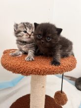 DE LALLYBROCH CATS