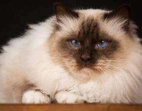 CHATTERIE DE LA BOUNECYANE