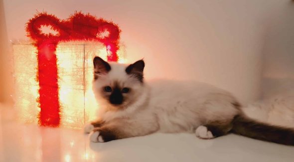 CHATTERIE DE LA BOUNECYANE - Image 4