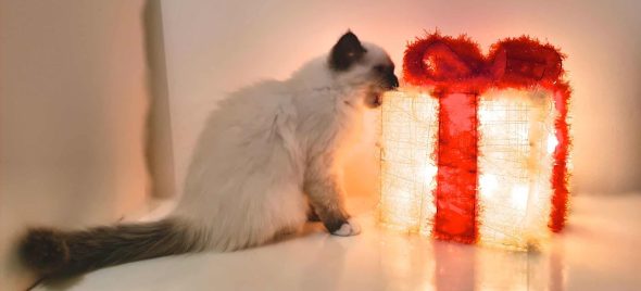 CHATTERIE DE LA BOUNECYANE - Image 5
