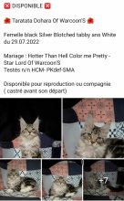 OF WARCOON&rsquo;S