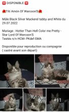 OF WARCOON&rsquo;S