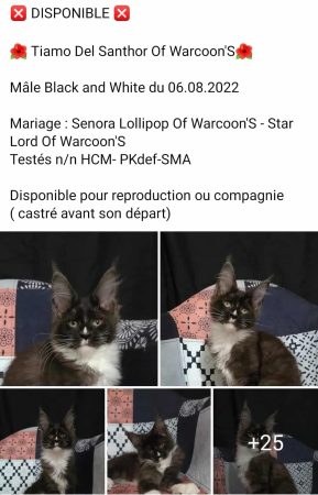 OF WARCOON&rsquo;S - Image 6