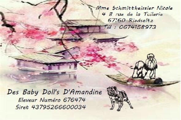 DES BABY DOLL’S D’AMANDINE - Image 1