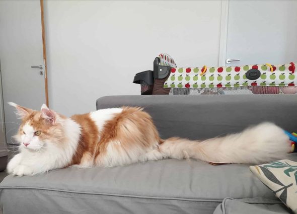 CHATTERIE DES TRESORS DU PIC - Image 3