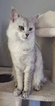 DES LYS DU RHONE - Image 7