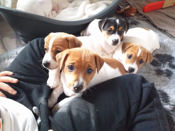 DE LA POIRODIERE - Image 5