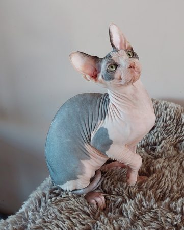EKA S CATS - Image 1