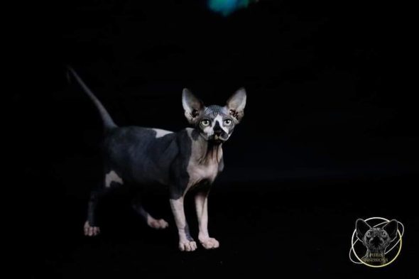 EKA S CATS - Image 2