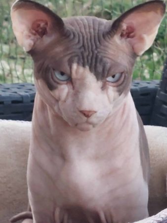 EKA S CATS - Image 3