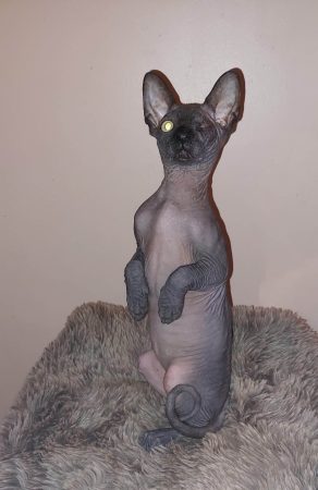 EKA S CATS - Image 5