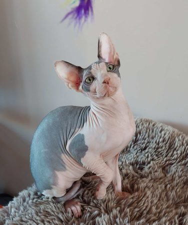 EKA S CATS - Image 6