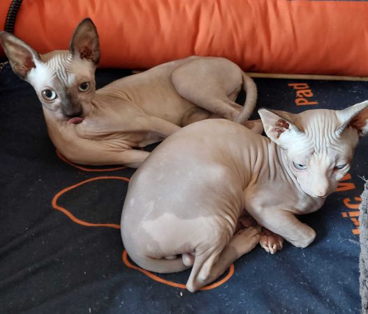 EKA S CATS - Image 7
