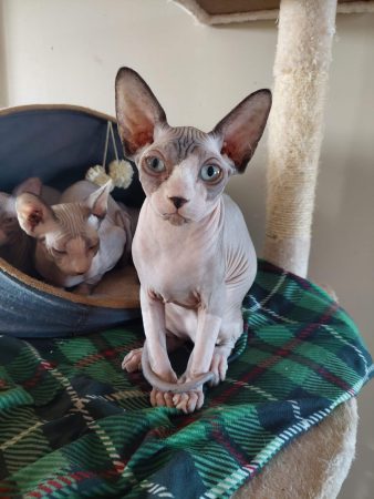 EKA S CATS - Image 8