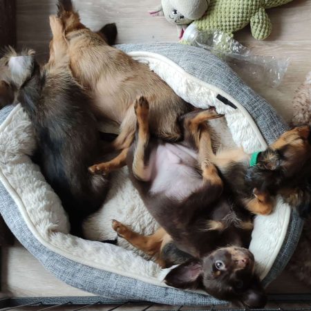 LES TOYS DE JANAS - Image 2