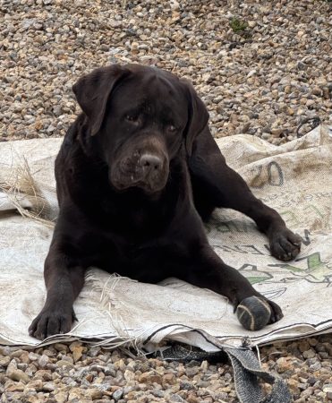 Du Royaume du Labrador et sa chocolaterie - Image 9