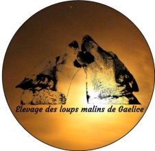 DES LOUPS MALINS DE GAELICE