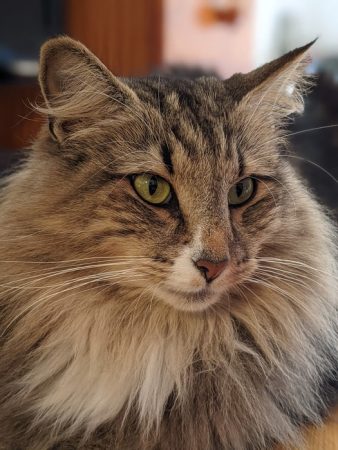 CHATTERIE DE FJORDLAND - Image 3