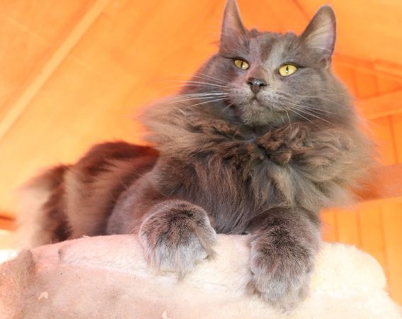 CHATTERIE DE FJORDLAND - Image 4