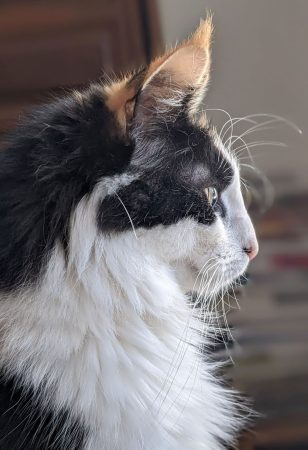 CHATTERIE DE FJORDLAND - Image 5