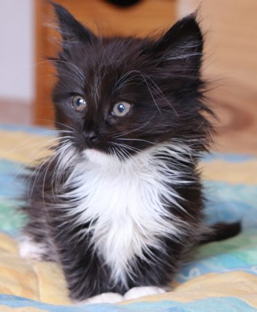 CHATTERIE DE FJORDLAND - Image 7