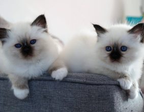 LA CHATTERIE DU BEL AVENIR
