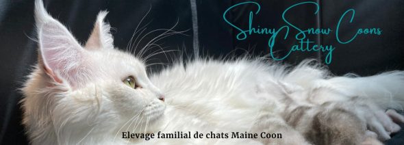 SHINY SNOW COONS - Image 1